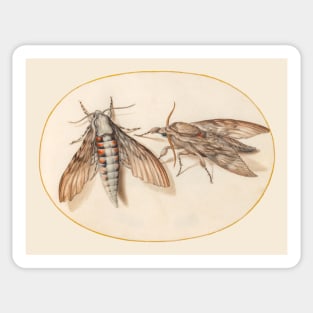 Two hawk moths, insect miniature by Joris Hoefnagel. Sticker